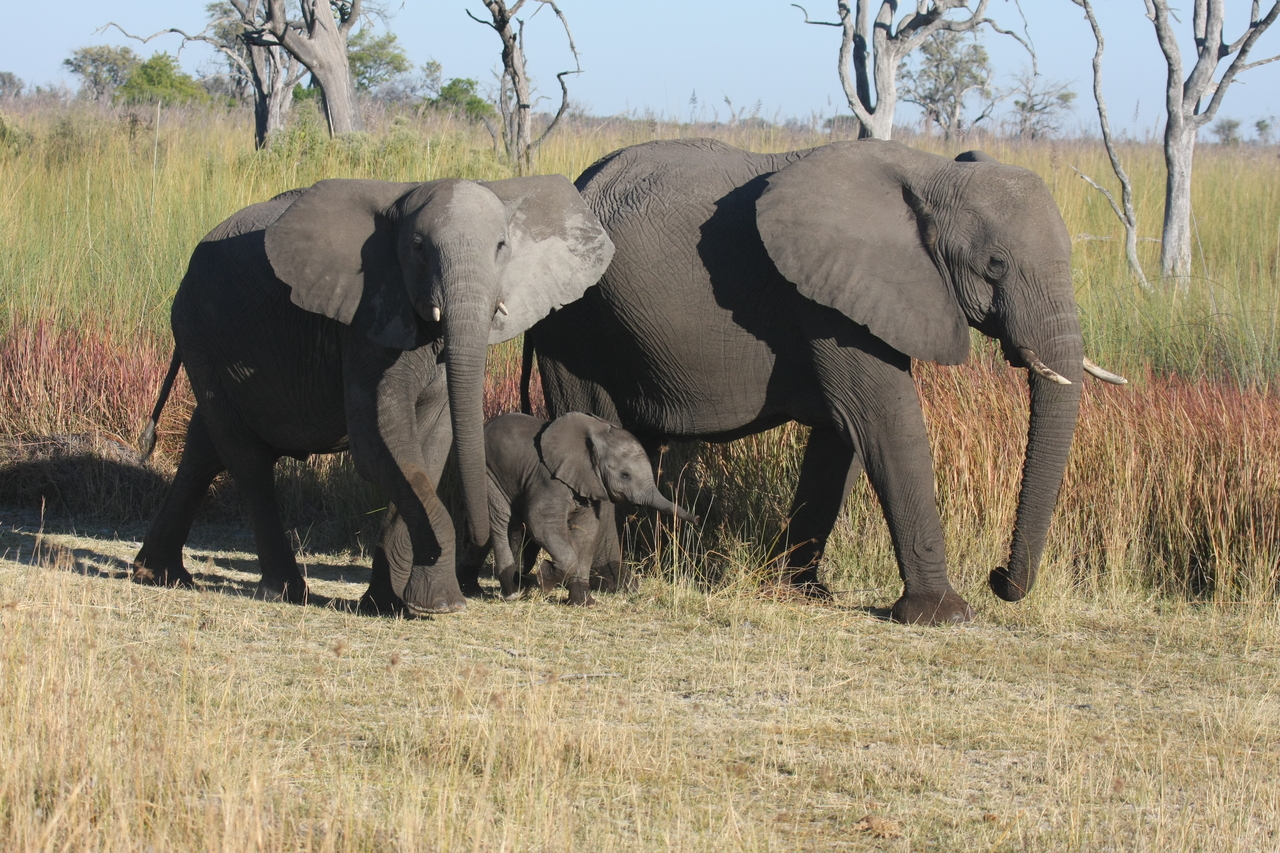 [18026] 2016_06_28_02_19_43_Africa_Canon_EOS_40D_IMG__00082.jpg