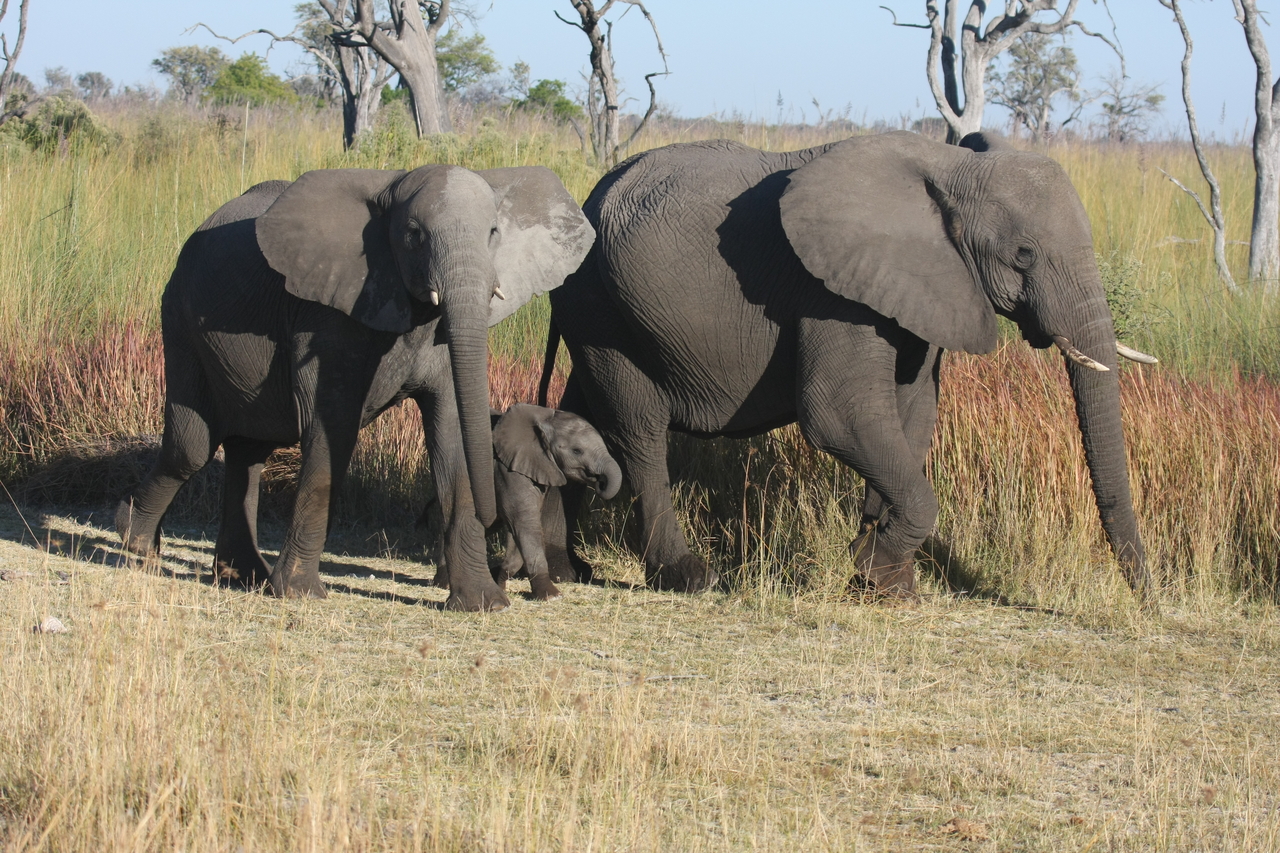 [18027] 2016_06_28_02_19_43_Africa_Canon_EOS_40D_IMG__02466.jpg