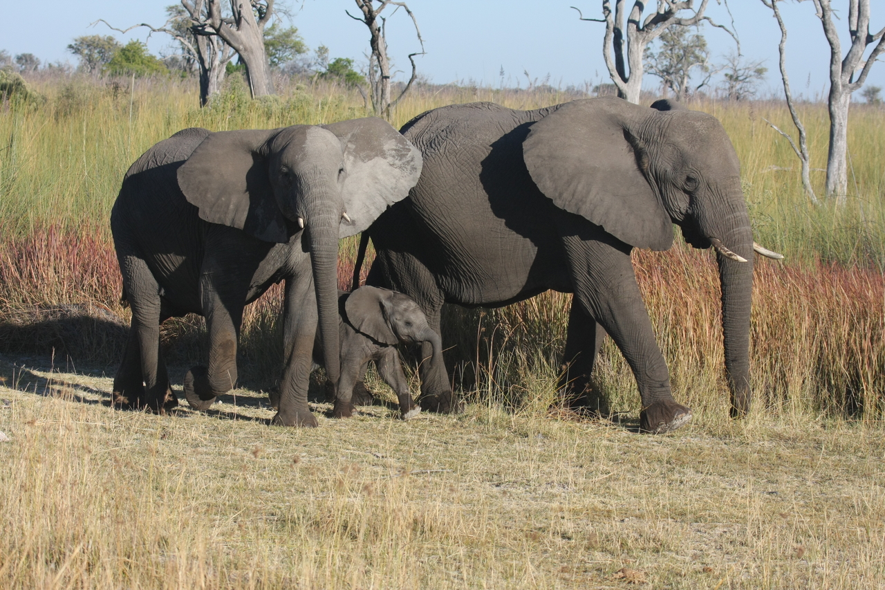 [18028] 2016_06_28_02_19_43_Africa_Canon_EOS_40D_IMG__02468.jpg