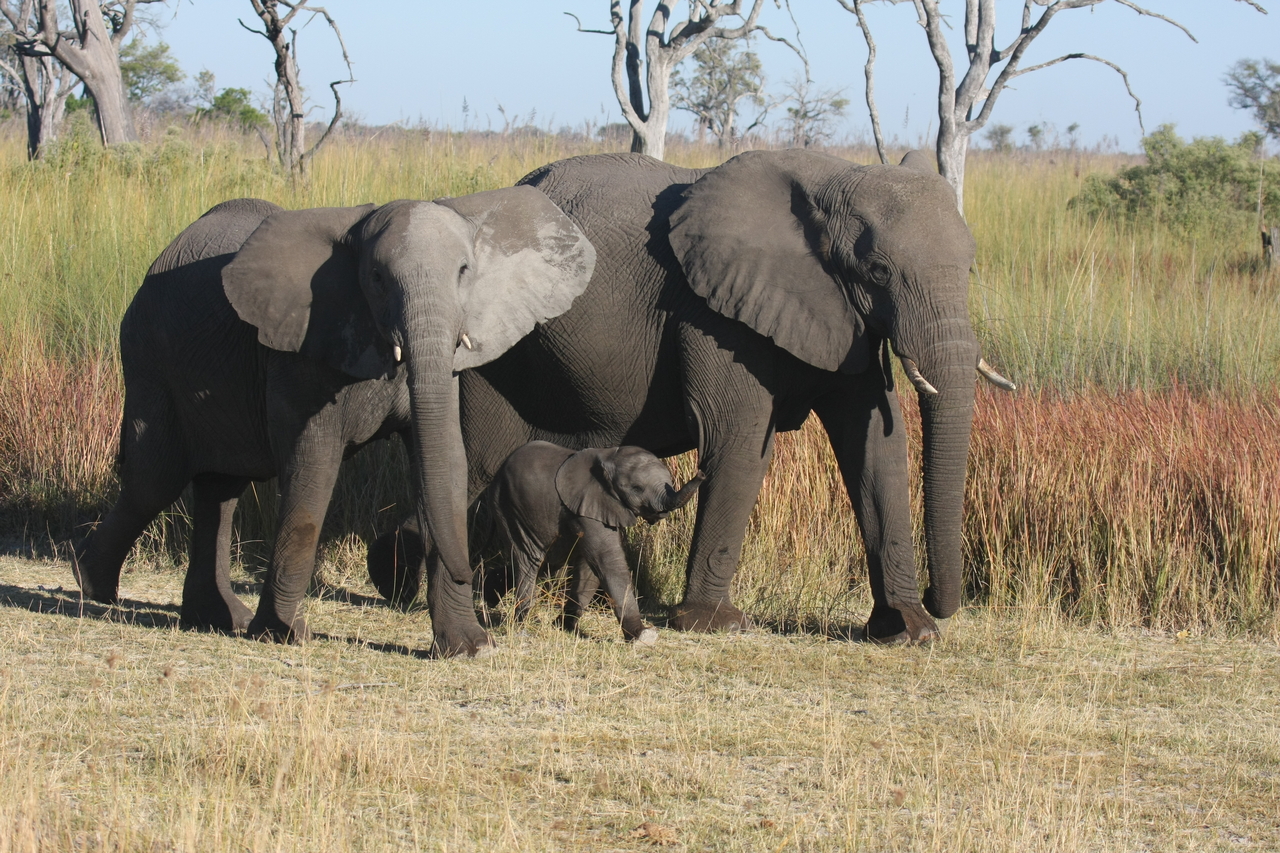 [18034] 2016_06_28_02_19_44_Africa_Canon_EOS_40D_IMG__02470.jpg