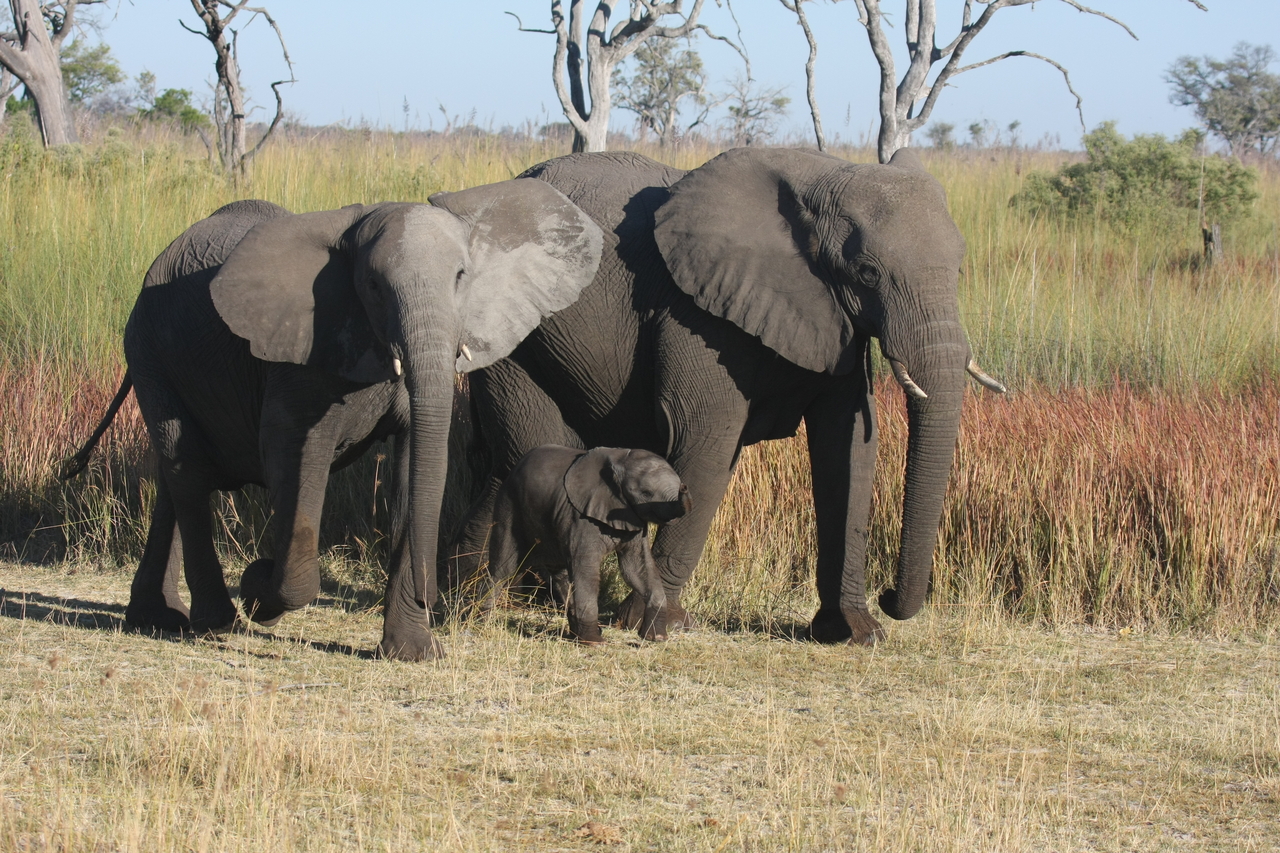 [18039] 2016_06_28_02_19_45_Africa_Canon_EOS_40D_IMG__02471.jpg