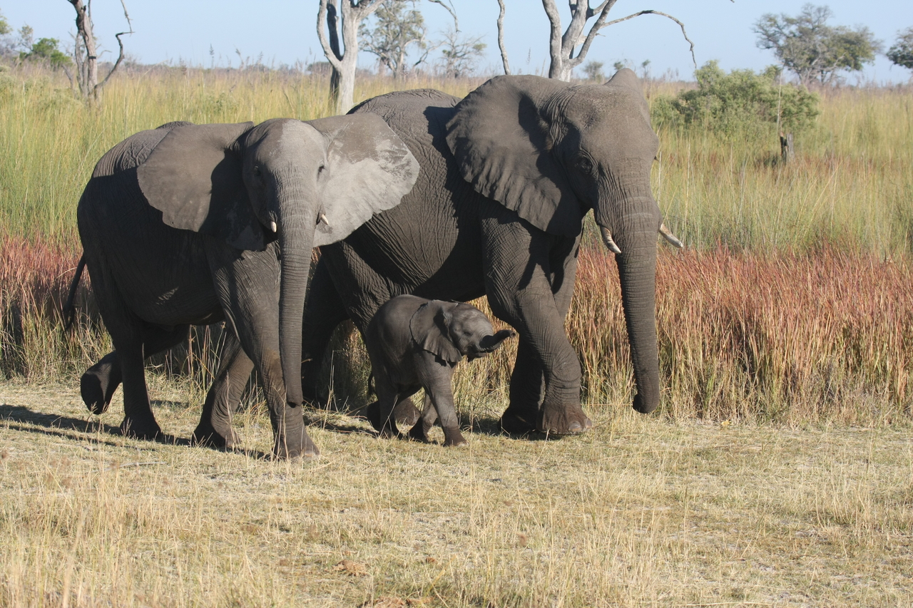 [18044] 2016_06_28_02_19_45_Africa_Canon_EOS_40D_IMG__09920.jpg