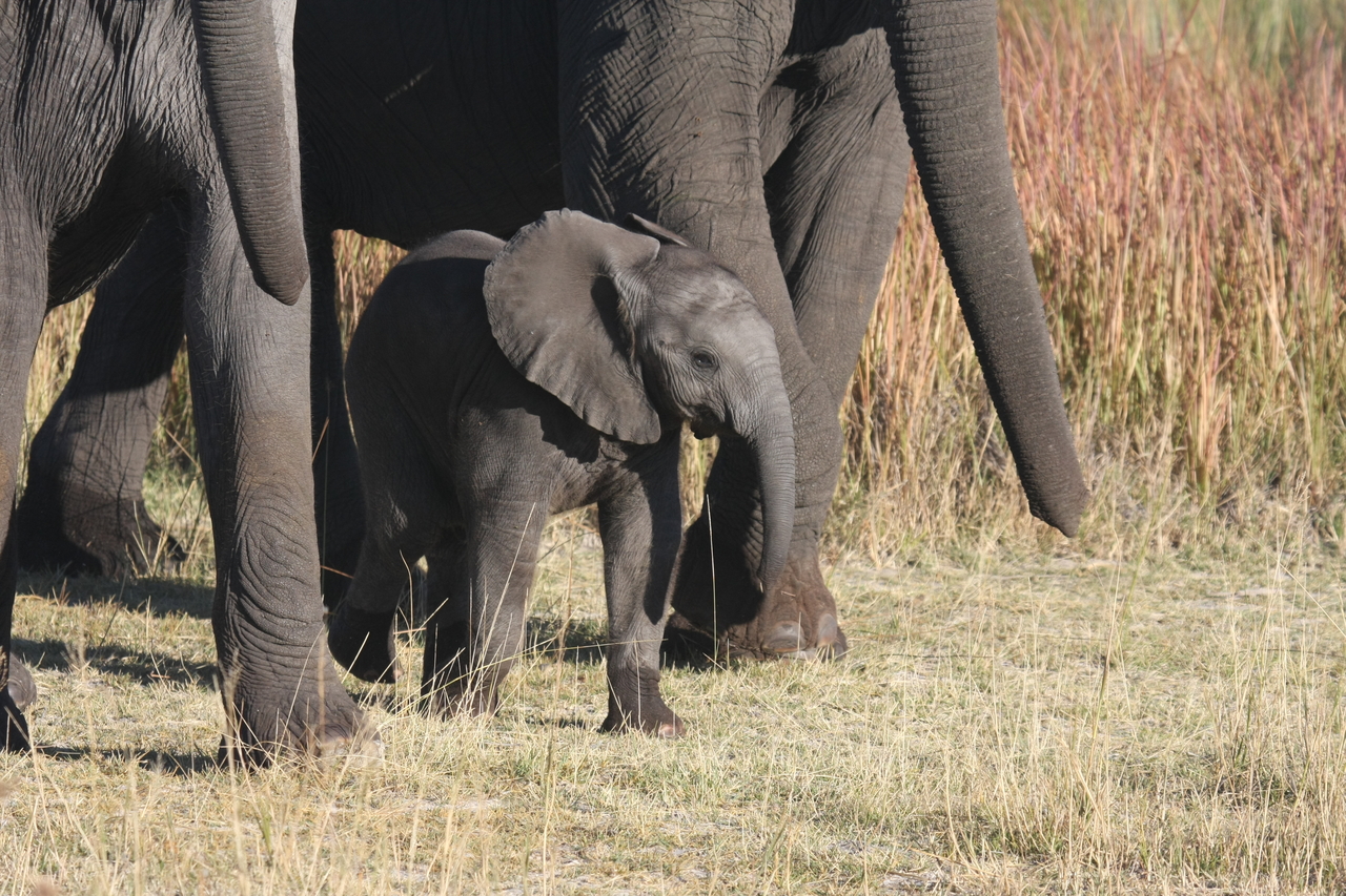 [18049] 2016_06_28_02_19_48_Africa_Canon_EOS_40D_IMG__02475.jpg