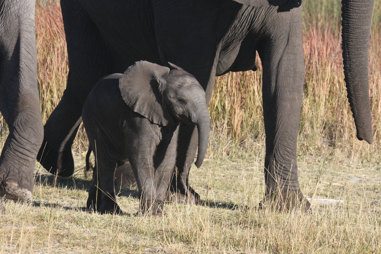 [18057] 2016_06_28_02_19_50_Africa_Canon_EOS_40D_IMG__02479.jpg