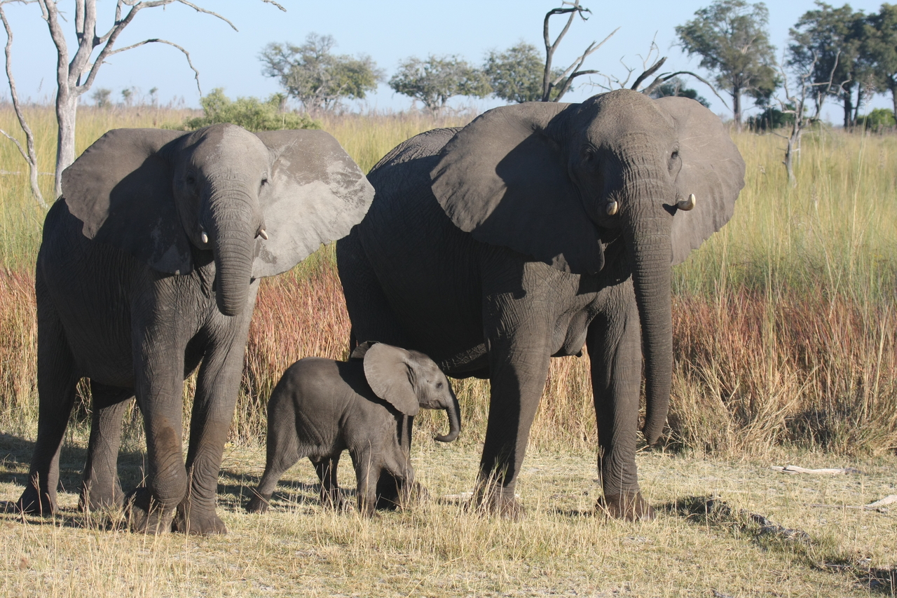 [18062] 2016_06_28_02_19_56_Africa_Canon_EOS_40D_IMG__02480.jpg