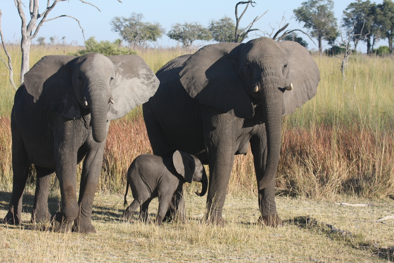 [18063] 2016_06_28_02_19_56_Africa_Canon_EOS_40D_IMG__02481.jpg