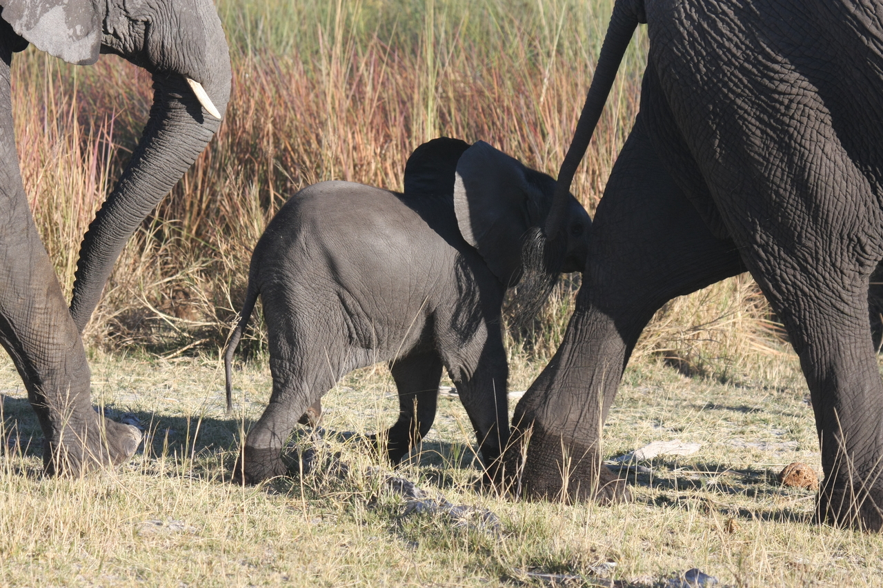[18066] 2016_06_28_02_20_06_Africa_Canon_EOS_40D_IMG__00095.jpg