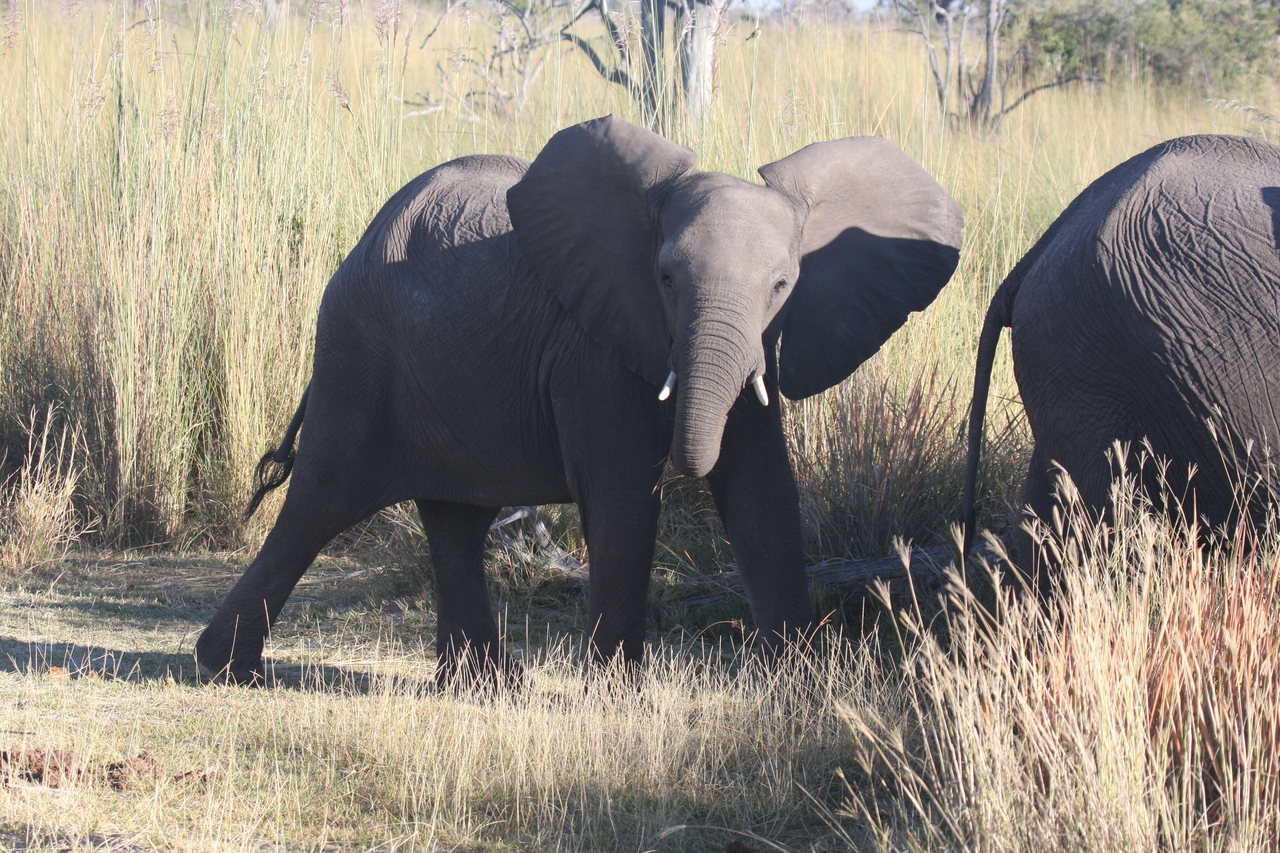 [18069] 2016_06_28_02_20_17_Africa_Canon_EOS_40D_IMG__00096.jpg