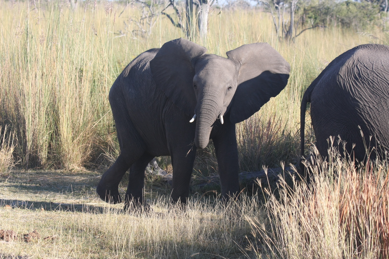 [18076] 2016_06_28_02_20_17_Africa_Canon_EOS_40D_IMG__09931.jpg