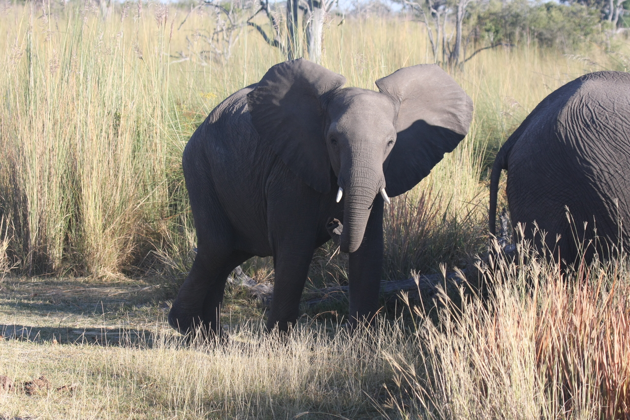 [18077] 2016_06_28_02_20_17_Africa_Canon_EOS_40D_IMG__09932.jpg