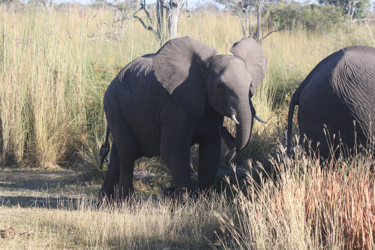 [18078] 2016_06_28_02_20_18_Africa_Canon_EOS_40D_IMG__00099.jpg