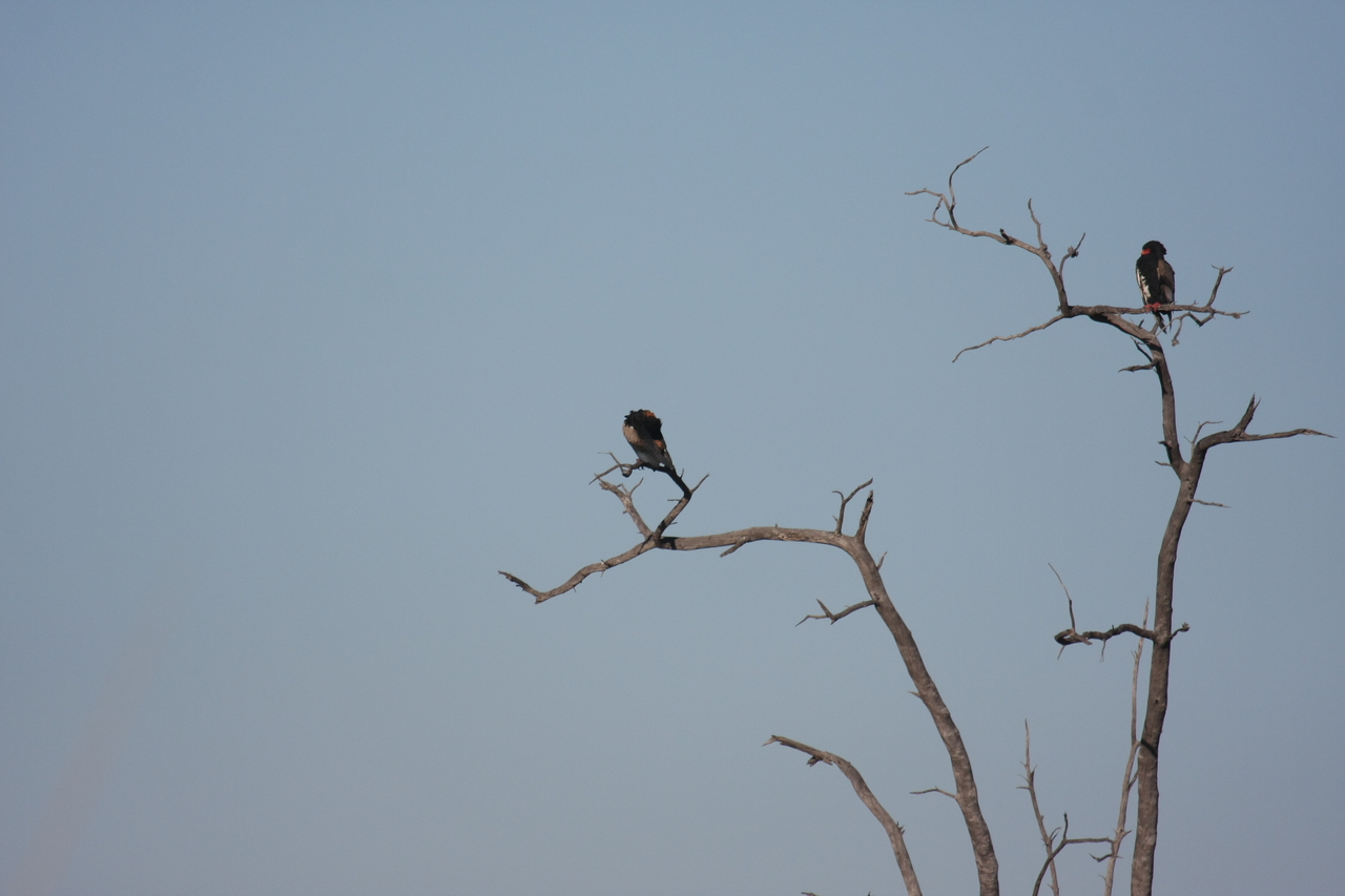 [18083] 2016_06_28_02_24_17_Africa_Canon_EOS_40D_IMG__09934.jpg