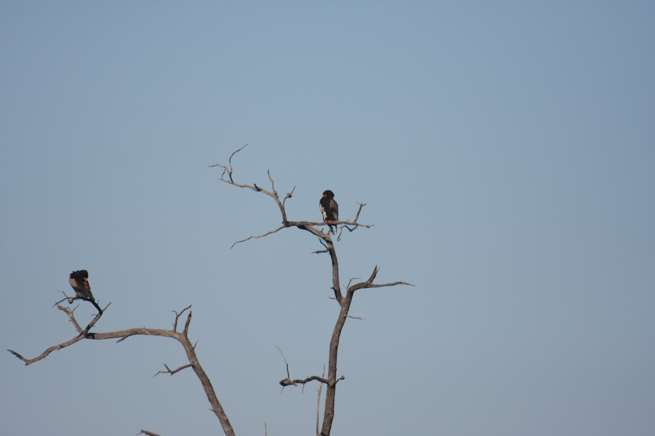 [18085] 2016_06_28_02_24_23_Africa_Canon_EOS_40D_IMG__00103.jpg