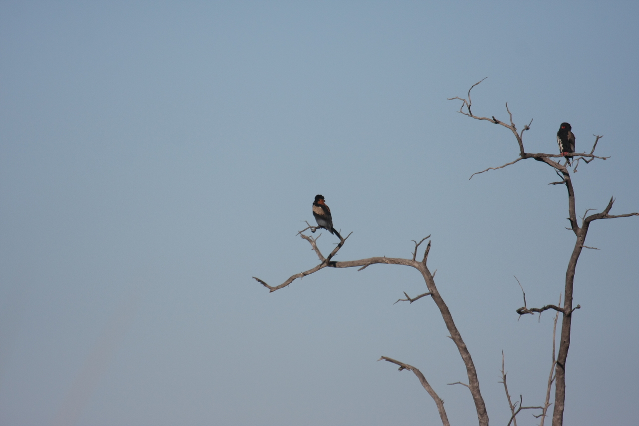 [18114] 2016_06_28_02_26_18_Africa_Canon_EOS_40D_IMG__09944.jpg