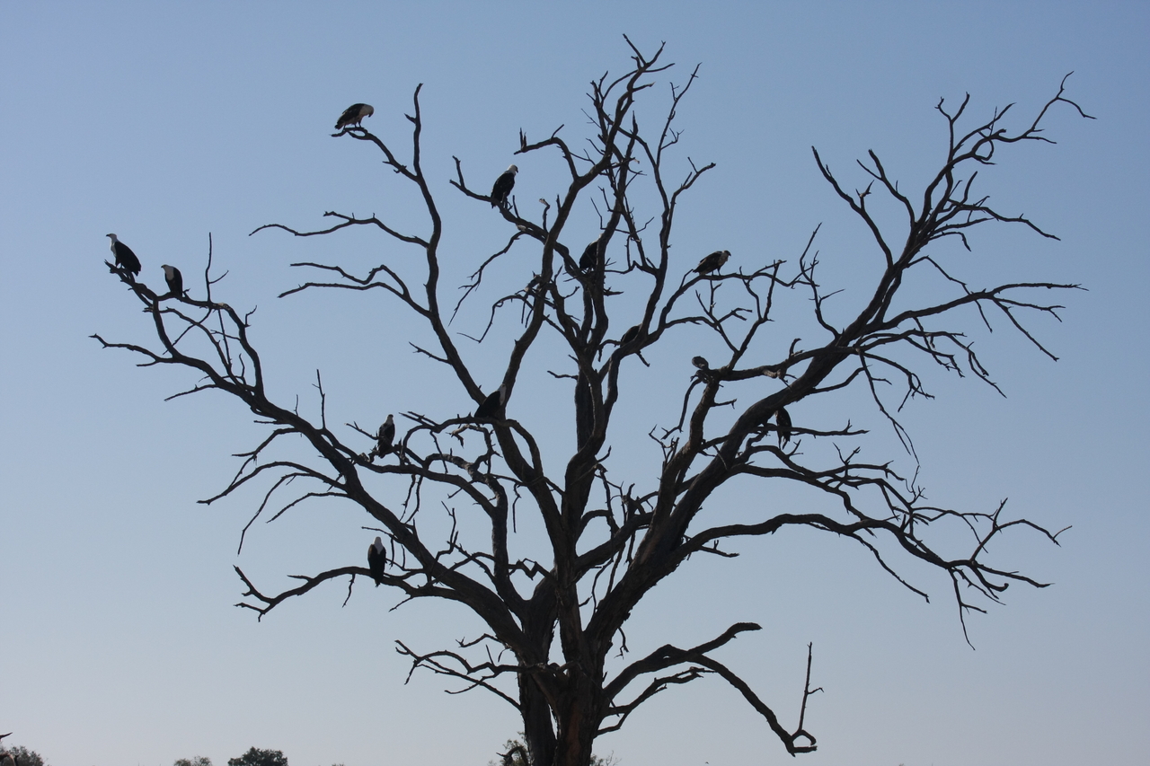 [18119] 2016_06_28_02_33_19_Africa_Canon_EOS_40D_IMG__09949.jpg