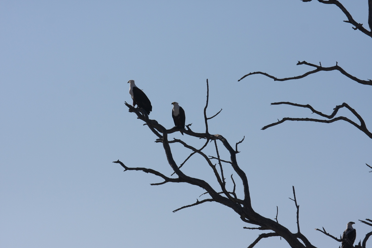 [18128] 2016_06_28_02_33_40_Africa_Canon_EOS_40D_IMG__09952.jpg