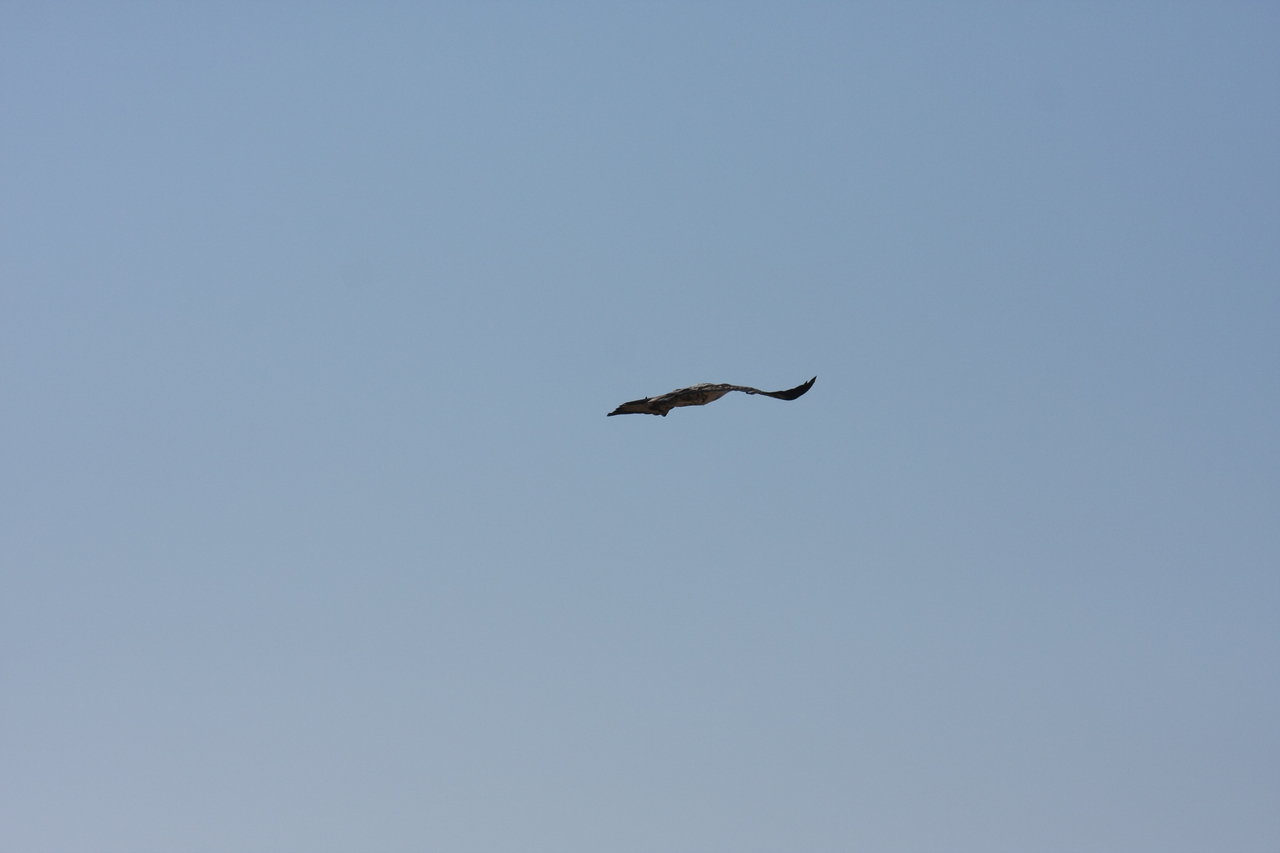 [18140] 2016_06_28_02_33_46_Africa_Canon_EOS_40D_IMG__00124.jpg