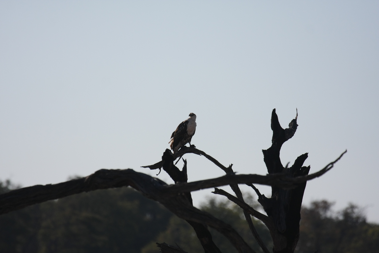 [18153] 2016_06_28_02_34_04_Africa_Canon_EOS_40D_IMG__02515.jpg