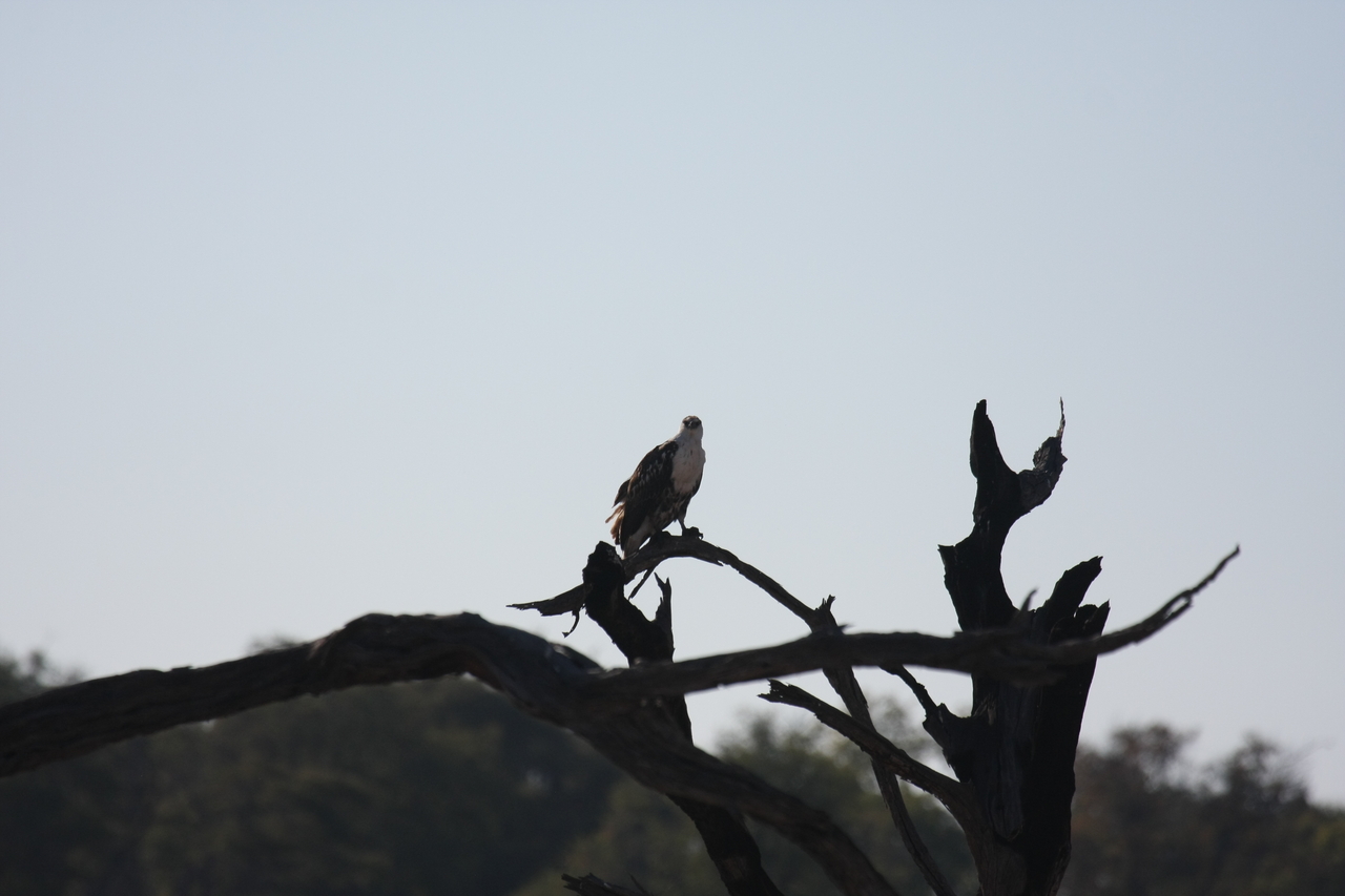 [18154] 2016_06_28_02_34_04_Africa_Canon_EOS_40D_IMG__09961.jpg