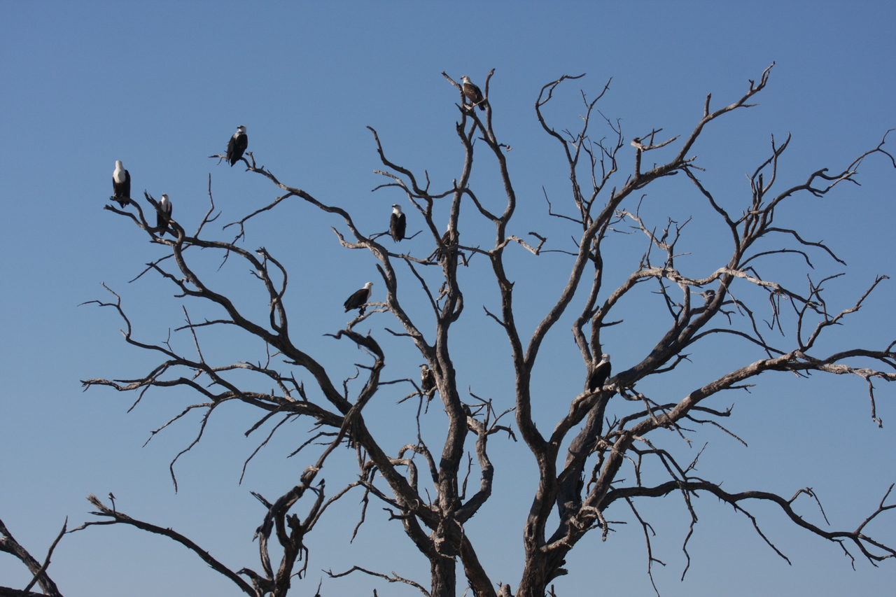 [18159] 2016_06_28_02_34_58_Africa_Canon_EOS_40D_IMG__00130.jpg