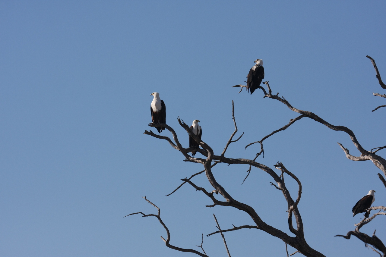 [18165] 2016_06_28_02_35_05_Africa_Canon_EOS_40D_IMG__00132.jpg