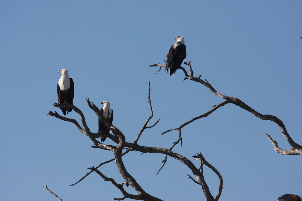 [18168] 2016_06_28_02_35_49_Africa_Canon_EOS_40D_IMG__00133.jpg