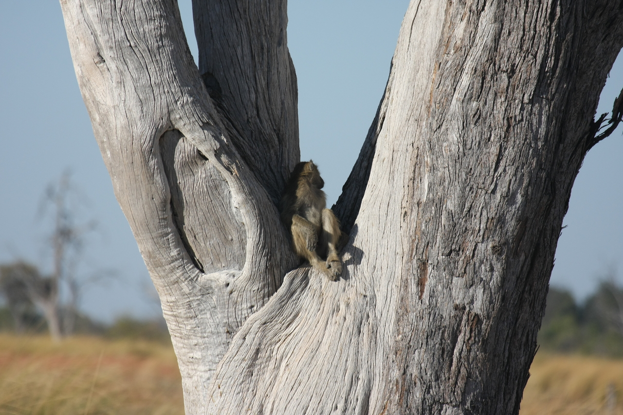 [18175] 2016_06_28_02_43_48_Africa_Canon_EOS_40D_IMG__09968.jpg