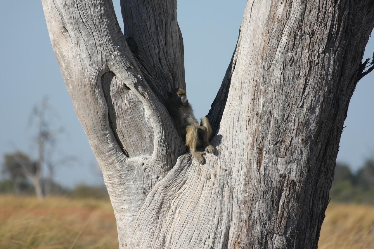 [18181] 2016_06_28_02_44_01_Africa_Canon_EOS_40D_IMG__09971.jpg