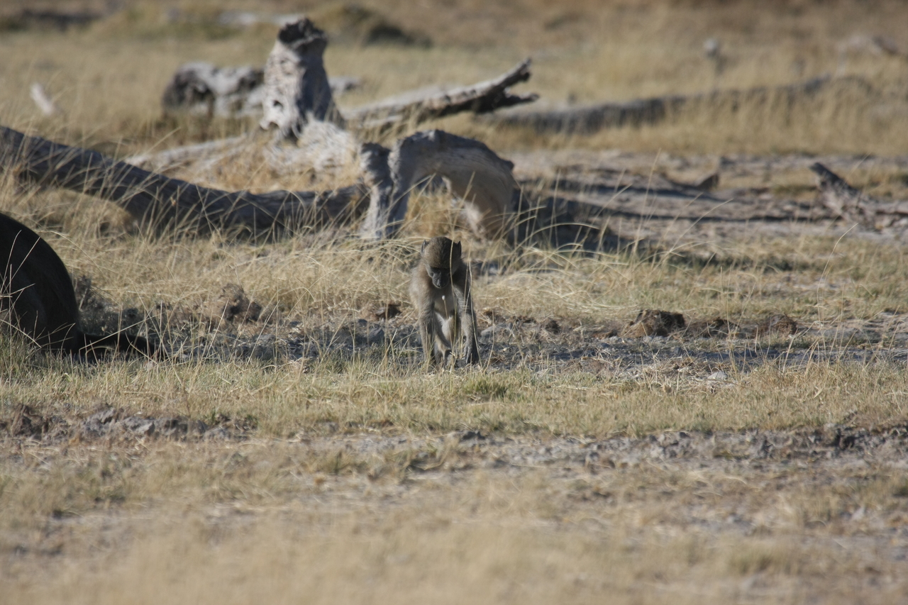 [18186] 2016_06_28_02_44_09_Africa_Canon_EOS_40D_IMG__02527.jpg