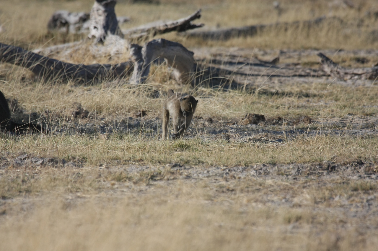 [18192] 2016_06_28_02_44_12_Africa_Canon_EOS_40D_IMG__02528.jpg
