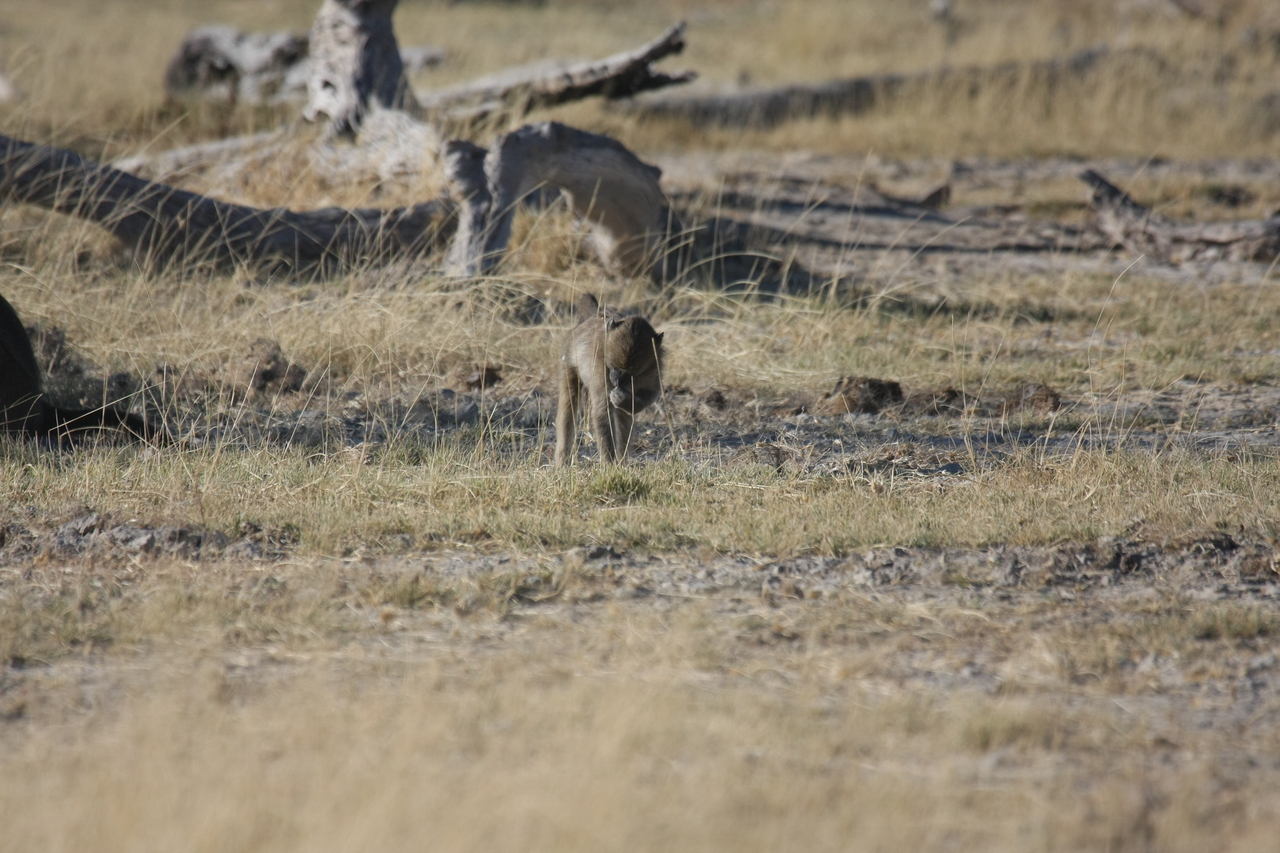 [18196] 2016_06_28_02_44_12_Africa_Canon_EOS_40D_IMG__09976.jpg