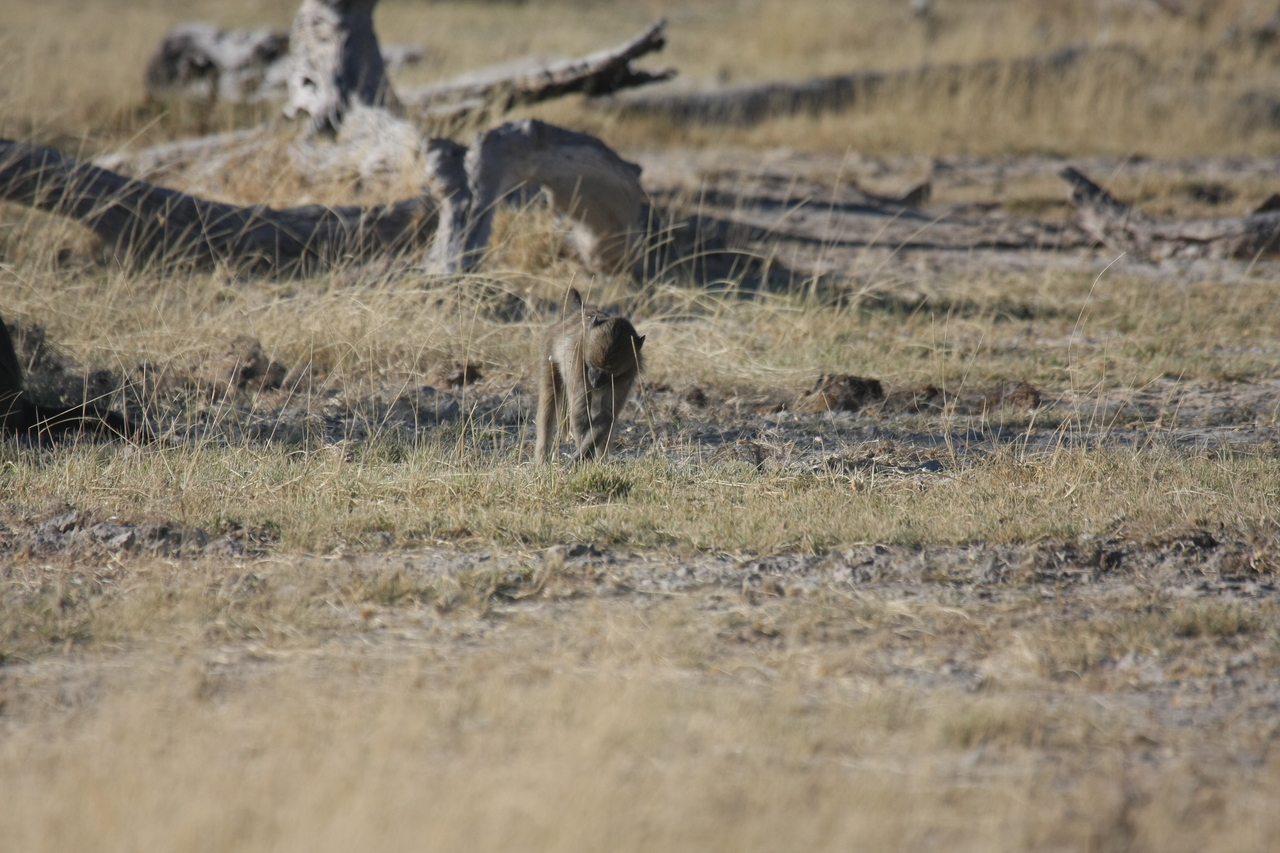 [18197] 2016_06_28_02_44_12_Africa_Canon_EOS_40D_IMG__09977.jpg