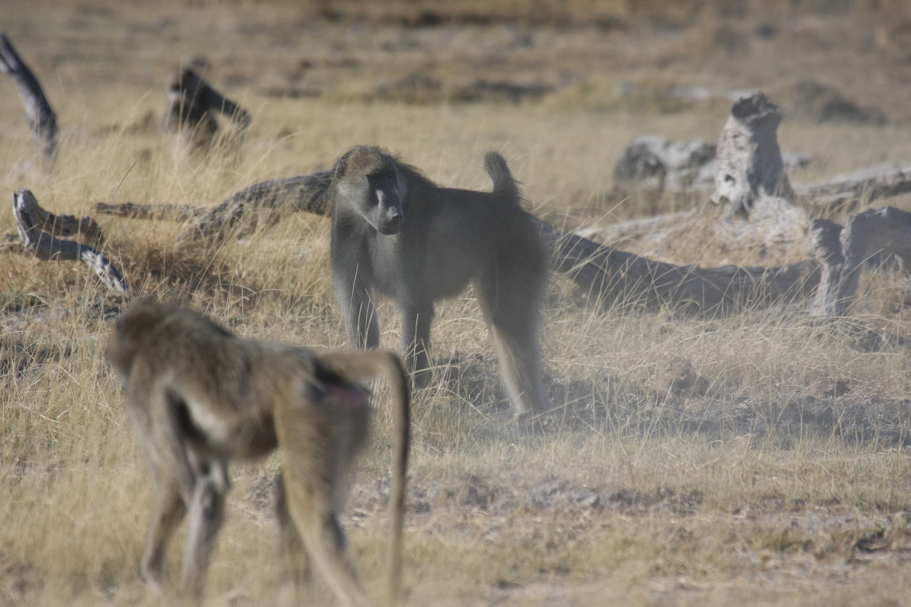 [18206] 2016_06_28_02_44_30_Africa_Canon_EOS_40D_IMG__09980.jpg