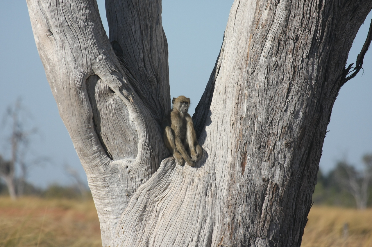 [18219] 2016_06_28_02_44_48_Africa_Canon_EOS_40D_IMG__09984.jpg