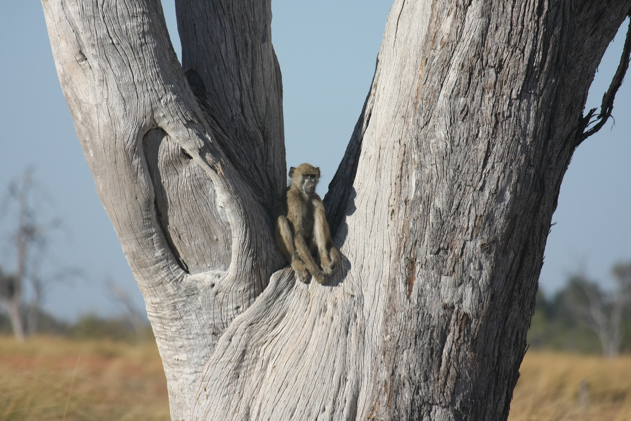 [18221] 2016_06_28_02_44_48_Africa_Canon_EOS_40D_IMG__09986.jpg