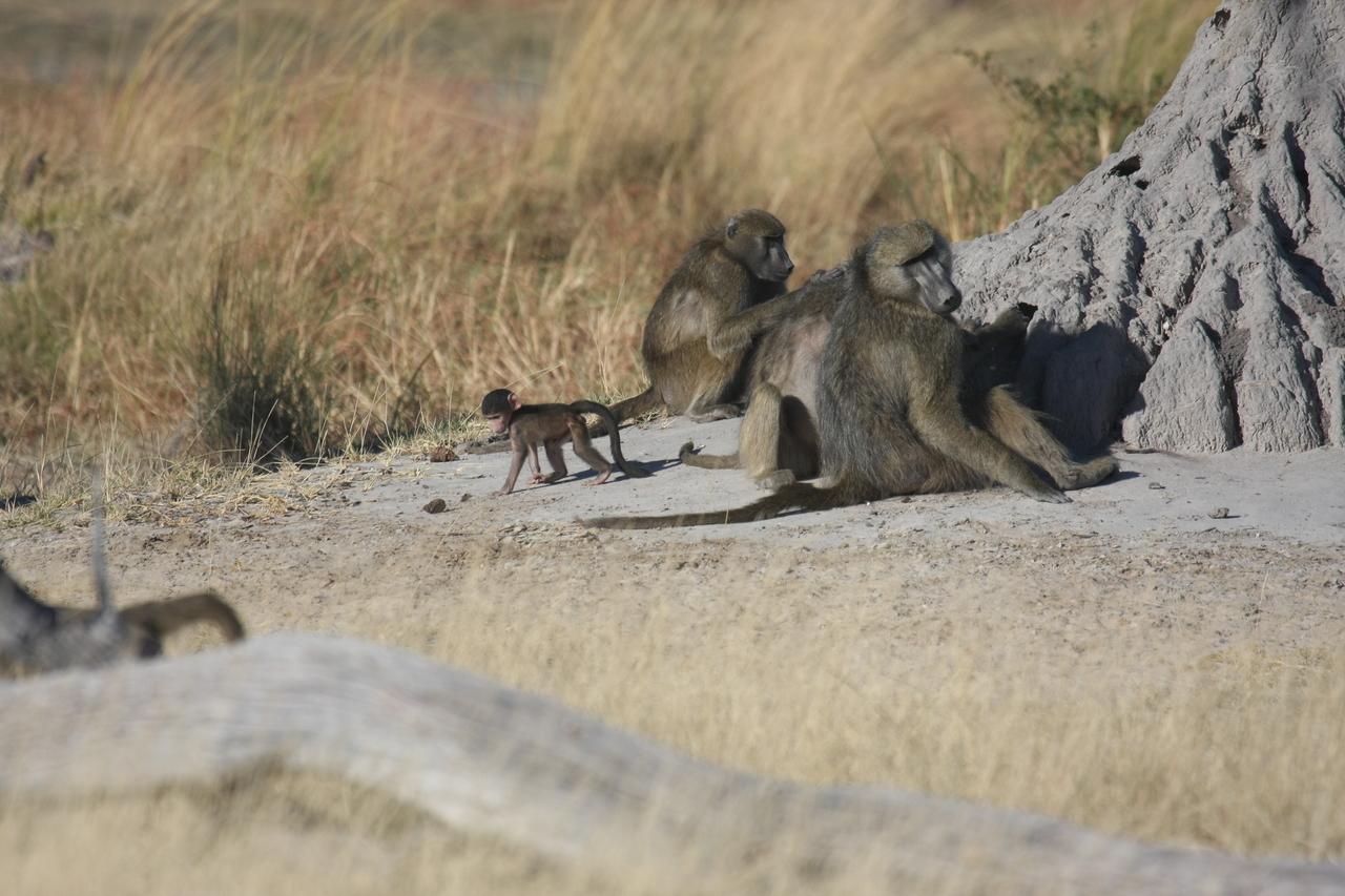 [18223] 2016_06_28_02_44_54_Africa_Canon_EOS_40D_IMG__00154.jpg