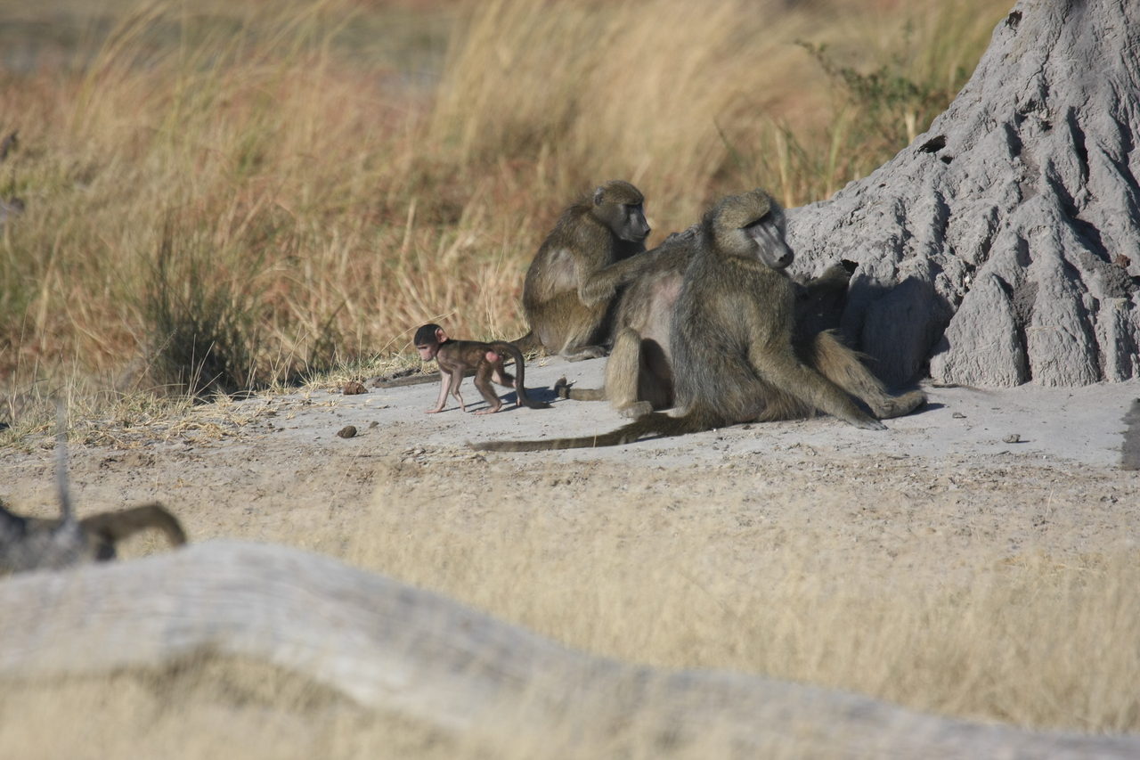 [18224] 2016_06_28_02_44_54_Africa_Canon_EOS_40D_IMG__02540.jpg