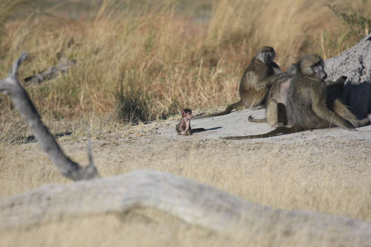 [18238] 2016_06_28_02_45_05_Africa_Canon_EOS_40D_IMG__09991.jpg