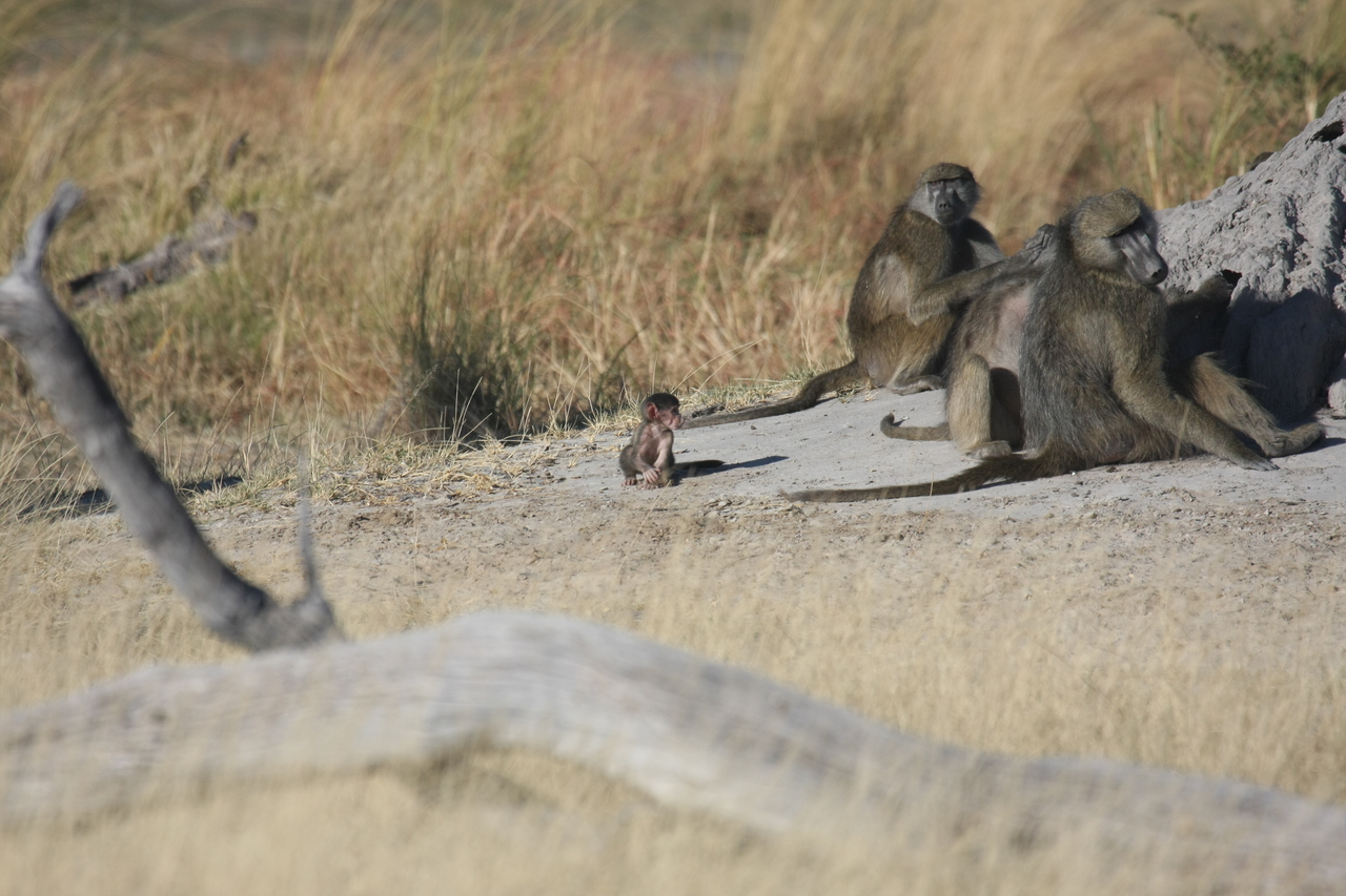 [18239] 2016_06_28_02_45_05_Africa_Canon_EOS_40D_IMG__09993.jpg