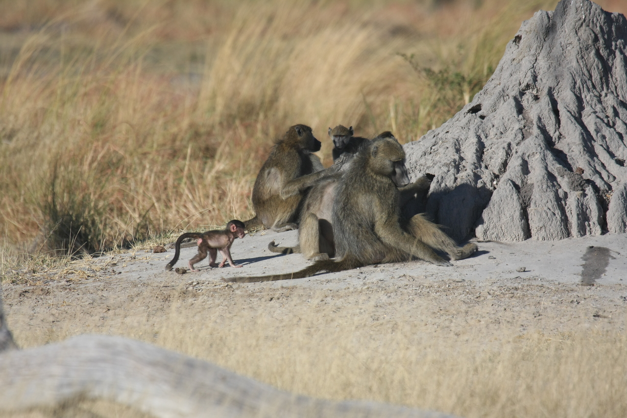 [18242] 2016_06_28_02_45_08_Africa_Canon_EOS_40D_IMG__02547.jpg