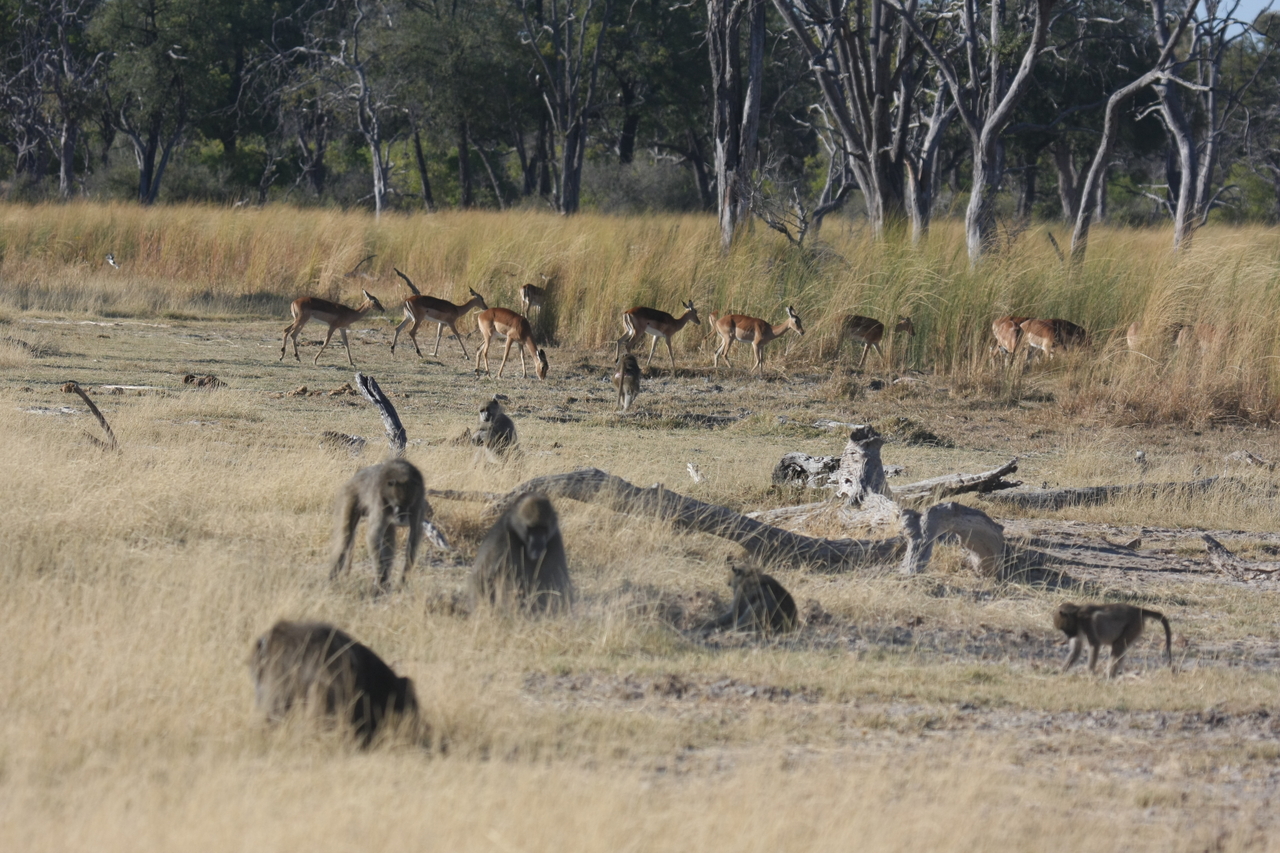 [18257] 2016_06_28_02_46_05_Africa_Canon_EOS_40D_IMG__09999.jpg