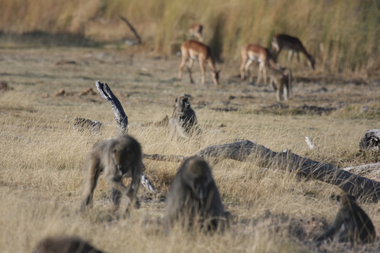 [18261] 2016_06_28_02_46_11_Africa_Canon_EOS_40D_IMG__02554.jpg