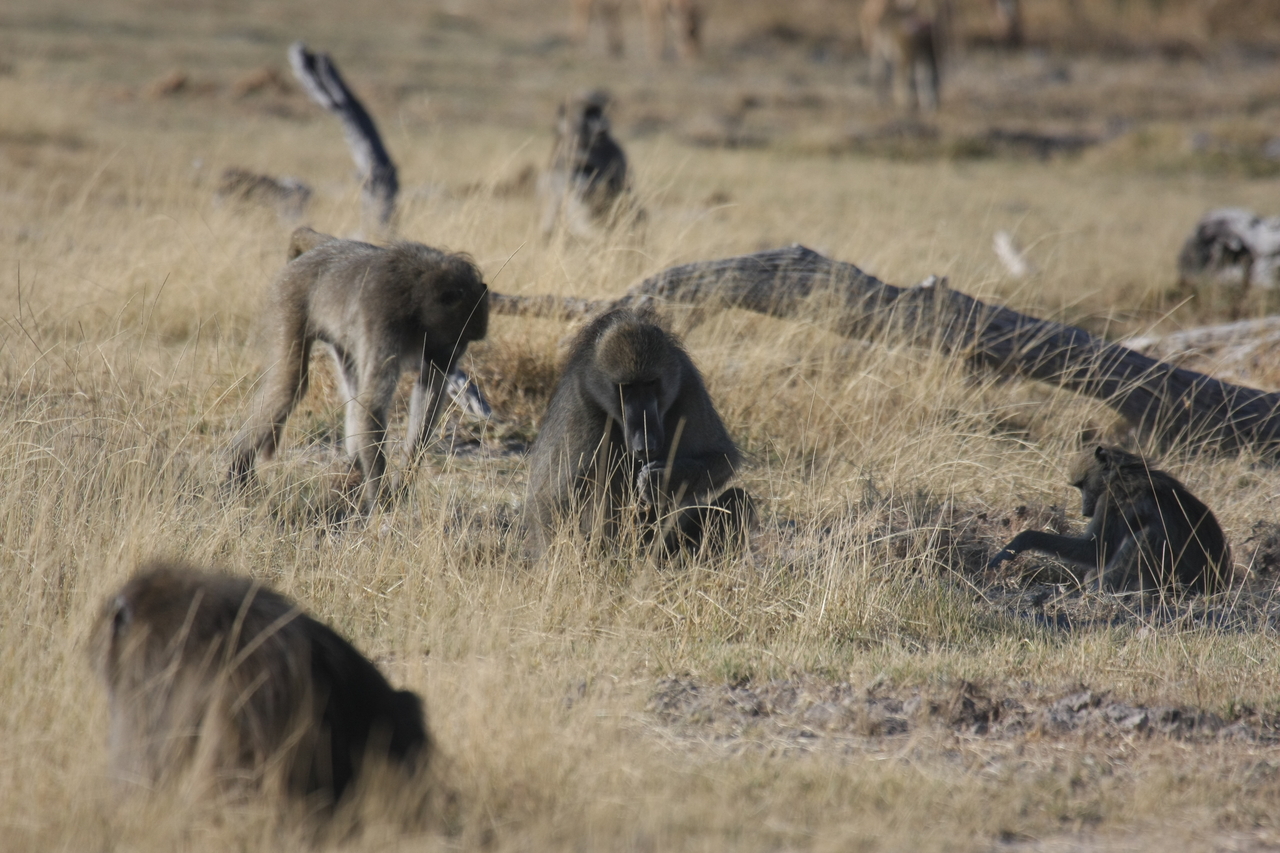 [18266] 2016_06_28_02_46_13_Africa_Canon_EOS_40D_IMG__02555.jpg