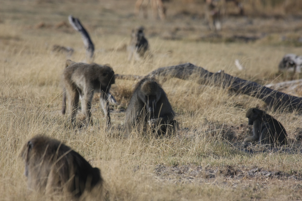 [18267] 2016_06_28_02_46_13_Africa_Canon_EOS_40D_IMG__02557.jpg