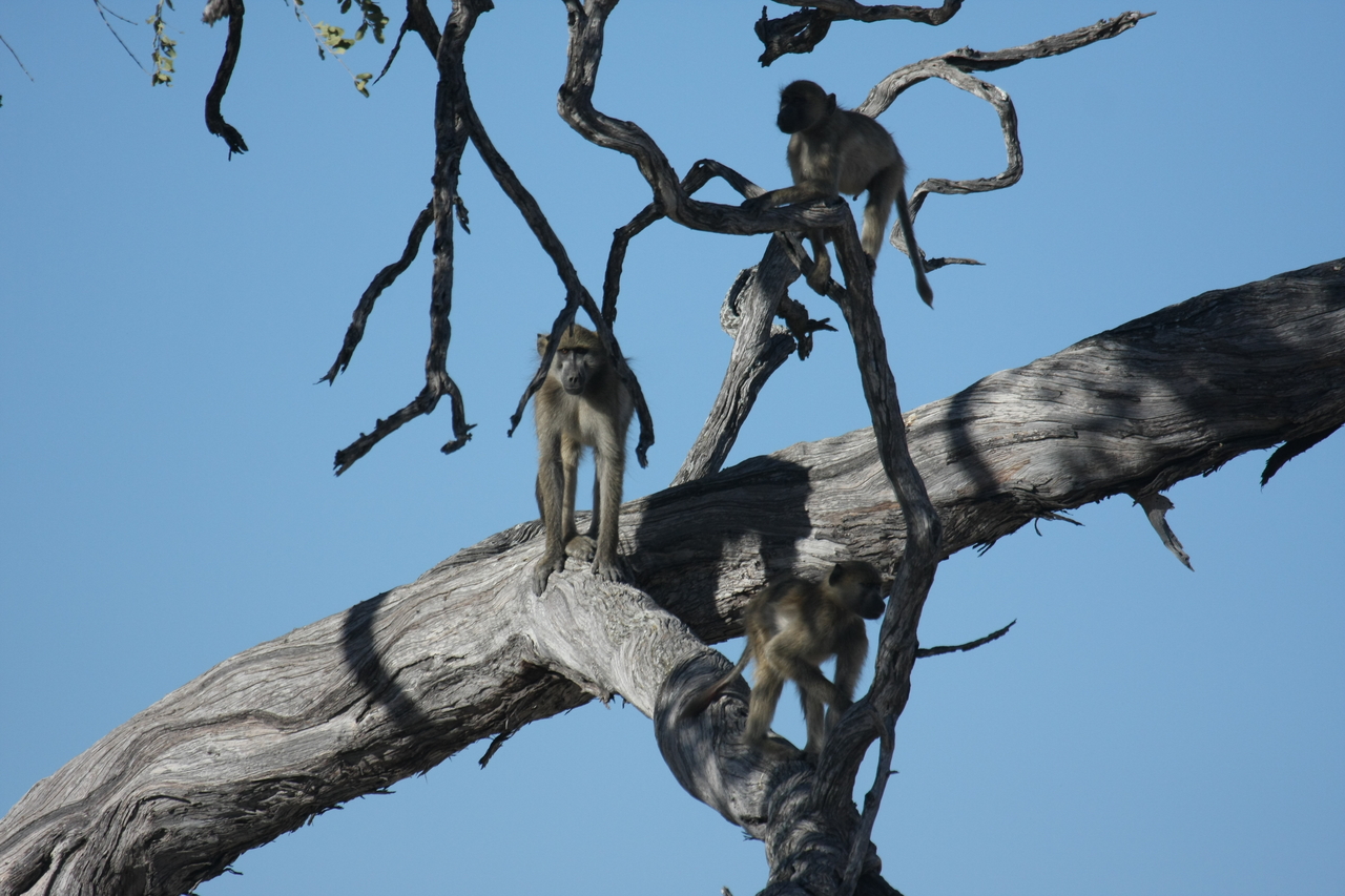 [18280] 2016_06_28_02_46_32_Africa_Canon_EOS_40D_IMG__00175.jpg