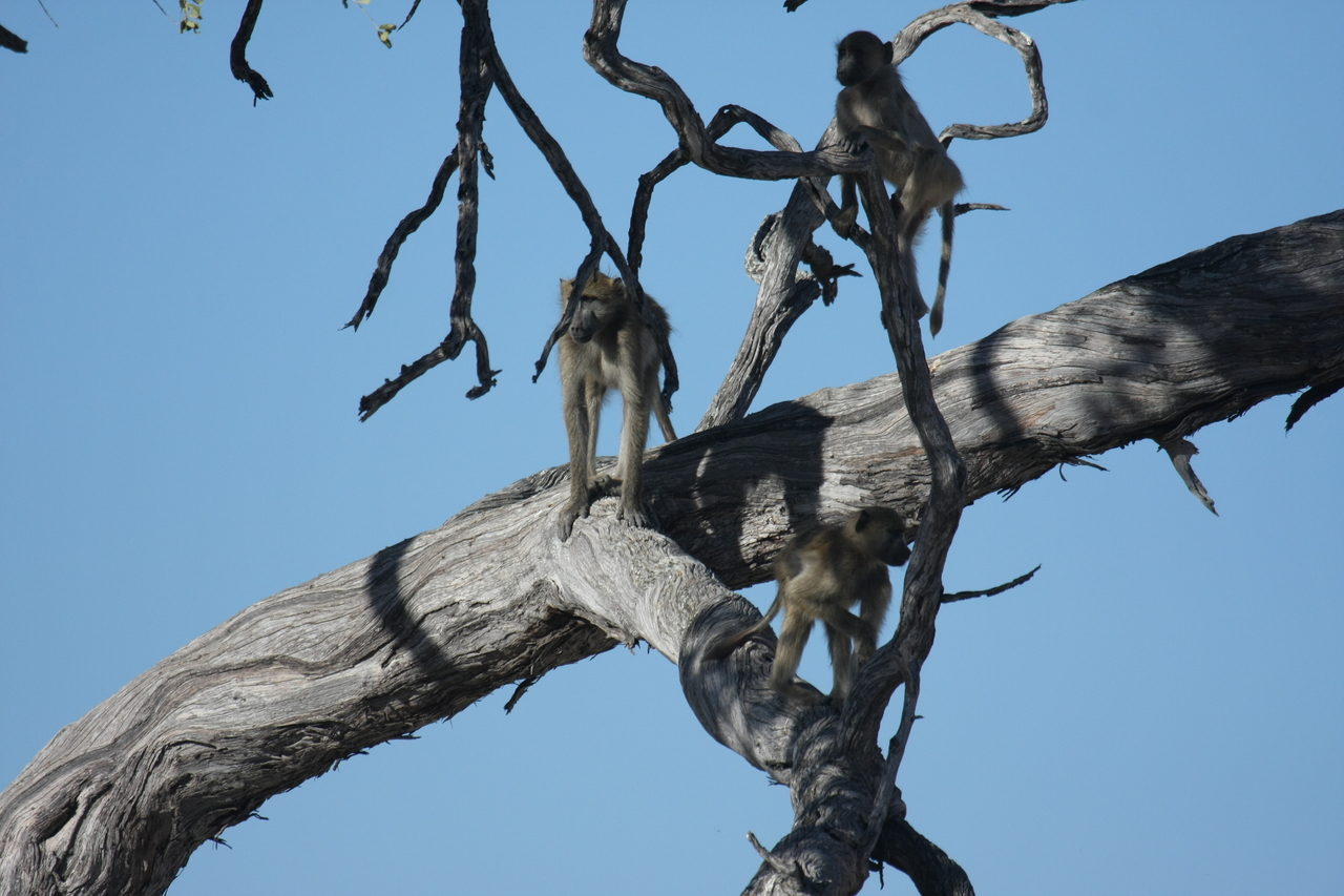 [18282] 2016_06_28_02_46_32_Africa_Canon_EOS_40D_IMG__02561.jpg