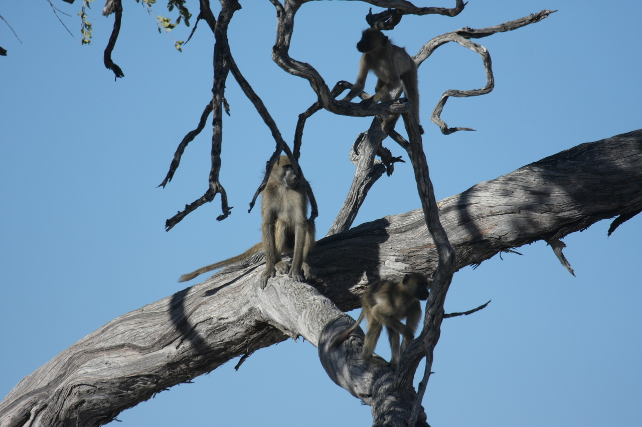 [18284] 2016_06_28_02_46_32_Africa_Canon_EOS_40D_IMG__02563.jpg