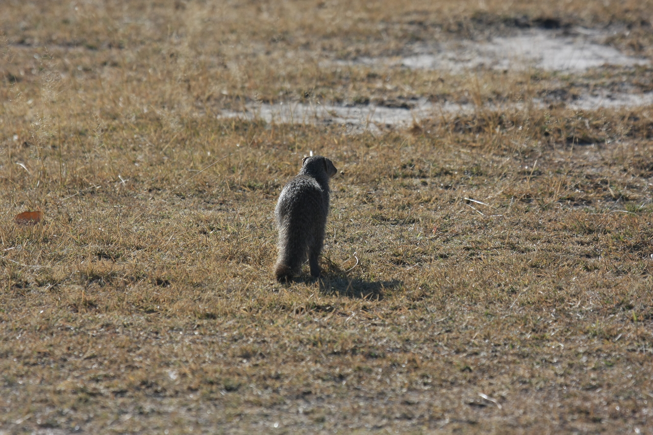 [18292] 2016_06_28_02_47_40_Africa_Canon_EOS_40D_IMG__10011.jpg