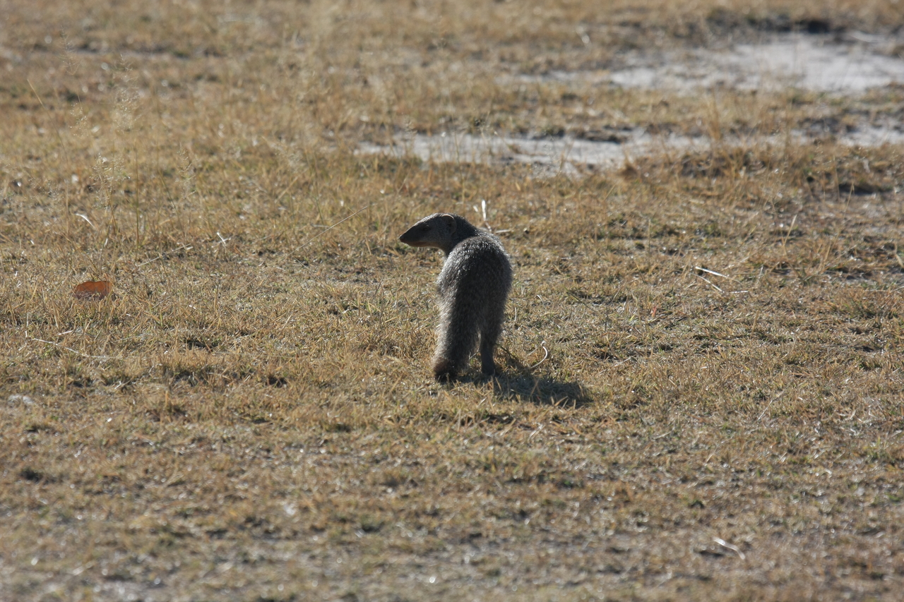 [18294] 2016_06_28_02_47_43_Africa_Canon_EOS_40D_IMG__00179.jpg