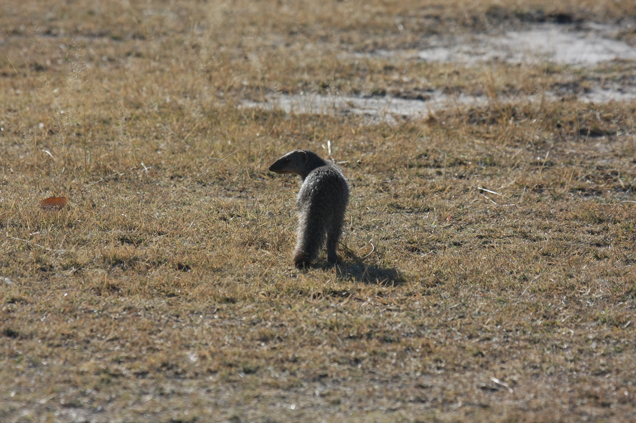 [18295] 2016_06_28_02_47_43_Africa_Canon_EOS_40D_IMG__00181.jpg